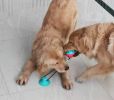 Multifunction Pet Molar Bite Toy With Suction Cup Interactive Dog Rope Toys Self-Playing Rubber Ball Cleaning Teeth Treat Dispensing Ball