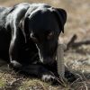 Tough Bone Nylon Chew Bone | Ultra-Durable Dog Toy For Aggressive Chewers | Sodapup