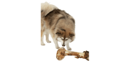 Bonez, Dino Bone, 18"