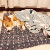Cat Dog Sleeping Mat Warm Thickened Sleeping Pad Blanket;  Dog House Warm Mattress Pet Cushion