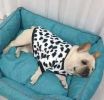 Autumn/Winter Warm Dog Coat Small; Medium Dog; Flannel Warm Dog Clothing Pet Supplies; Dog Clothing