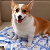 1 Pack 2 Blankets Super Soft Fluffy Premium Cute Elephant Pattern Pet Blanket Flannel Throw For Dog Puppy Cat