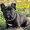Adjustable Microfiber Leather Spiked Studded Dog Collar With A Squeak Ball Gift For Small Medium Large Pets Like Cats/Pit Bull/Bulldog/Pugs/Husky