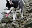 Pet Non-Skid Booties, Waterproof Socks Breathable Non-Slip With 3M Reflective Adjustable Strap Small To Large Size (4Pcs/Set) Paw Protector