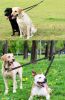 Dog Double Leashes - No Tangle Dog Leash Coupler; Comfortable Shock Absorbing Reflective Bungee Lead For Nighttime Safety